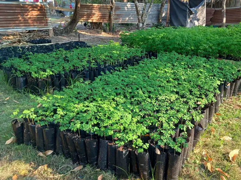 Moringa seedlings in the Spirit Tree nursery